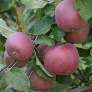 Pomme Fuji