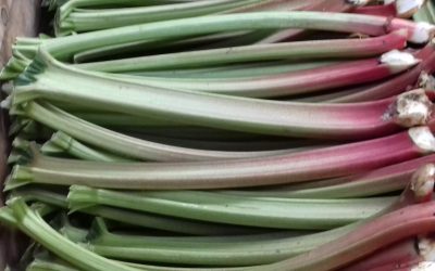 rhubarbe